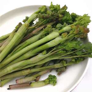 猫爪子菜种子野生山野菜籽春季东北长白山绿色猫爪子菜唐宋草蕨菜