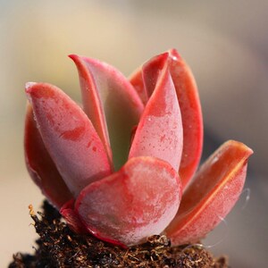 多肉植物凤凰精灵新款精品肉肉组合盆栽防辐射吸甲醛阳台花卉绿植