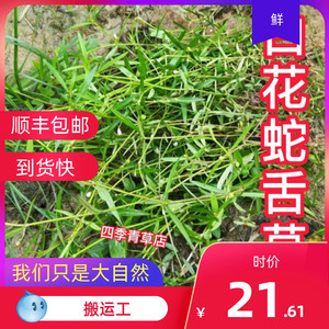 同款货源非国统淘宝野生百花蛇舌草 草药 白花蛇舌草500g克中药材