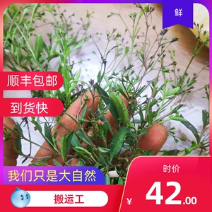 蟹目草