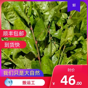 一手货源山草药 红花丹 红三娘 谢三娘 紫花丹 枝叶干货新鲜250克