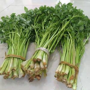 80淘大王就是我538105588淘宝东北山野菜新鲜山芹菜2斤旱大叶芹菜炒