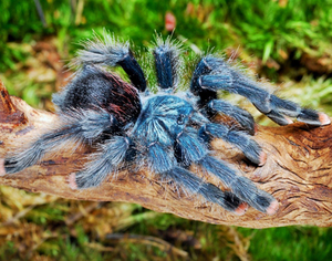 金属粉趾足展3厘米幼体温顺稀有粉趾宠物蜘蛛好养低毒长得快树栖