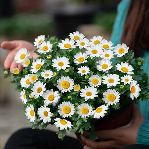 5cm带盆栽好庭院阳台小雏菊白色小花好养菊花