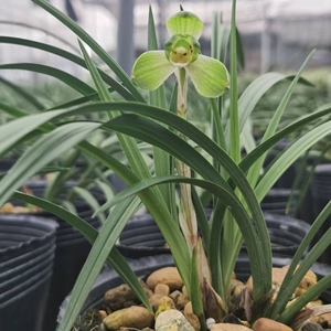 兰花苗浓香春兰带花苞梅瓣铭品  鹤市梅  好养勤花勤芽室内盆栽