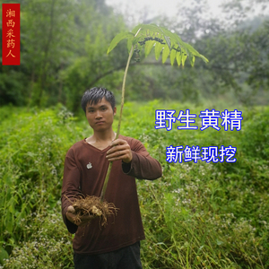 野生黄精茎块中药材现挖老虎姜种苗男性滋补煲汤食用新鲜包邮500g