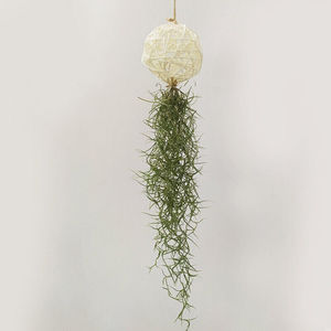 空气凤梨老人须空气草松萝吊挂藤圈无土植物室内垂吊绿植藤球老