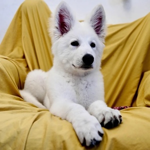 瑞士牧羊犬幼犬活体高端进口纯白色牧羊犬幼犬双血白德牧幼犬狗粮