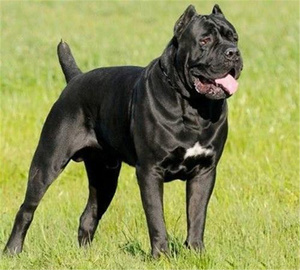 美好de过去淘宝纯种意大利铁面灰色虎皮黑色卡斯罗幼犬双血统活体