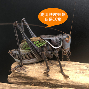 蝈蝈活鸣虫超大新脱冬铁皮山青翠绿炮筒蝈蝈螽斯黑虫冬蝈蝈大肚子