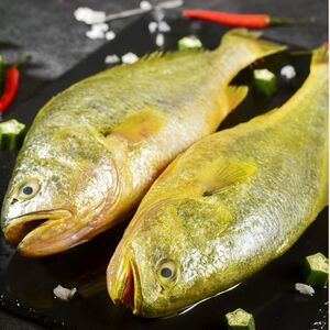 4斤-1.6斤/条]海浦大黄鱼新鲜黄鱼鲜活海鱼大黄花鱼直发