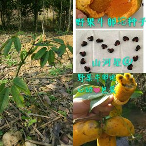 八月瓜树苗牛卵坨