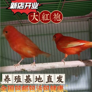 玉鸟鸟类动物活体一对芙蓉鸟金丝雀笼养鸟桂皮圆环子代大红袍包邮