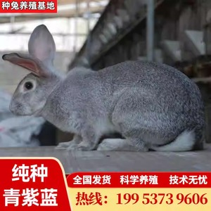成年大兔子活物成公兔种兔青紫兰兔子活体家养可食用特大肉兔包邮