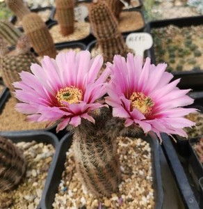 丽光虾青花虾折墨虾开花精品仙人球仙人掌多肉超大包邮实生