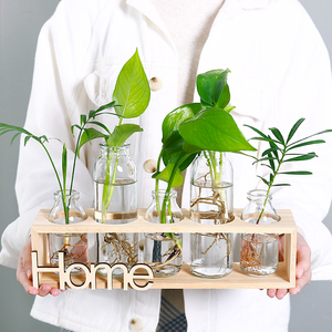 水培植物办公室玻璃瓶绿植室内桌面水养盆栽好养四季班级教室布置