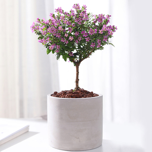 满天星盆栽花卉植物室内花办公室鲜花棒棒糖造型四季开花好养易活