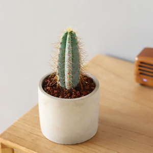 蓝衣柱仙人柱仙人掌盆栽室内办公室绿植多肉植物大颗好养耐寒易养