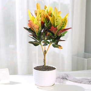 变色木盆栽花卉植物招财室内阳台室外好养七彩变叶木网红观叶绿植