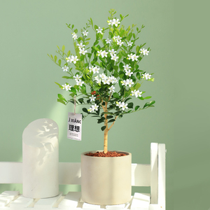 独杆九里香植物盆栽花卉室内老桩浓香千里香驱蚊绿植四季开花易活