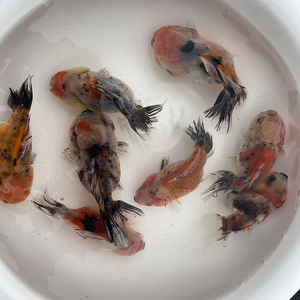 元宝狮金鱼观赏鱼淡水包邮包活短尾小型花狮泰狮五花狮子头活体鱼