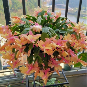 黄金蟹爪兰金媚