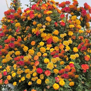 苏静花卉 藤彩虹变色龙月季