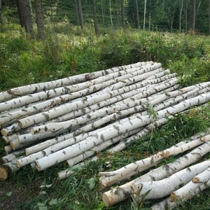 白桦树装饰白桦树杆拱门树干客厅玄关隔断木段原实木真桦树杈