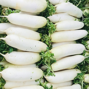 【青萝卜新鲜包邮】青萝卜新鲜包邮品牌,价格 - 阿里巴巴