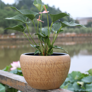 【虎兰盆栽】虎兰盆栽品牌,价格 - 阿里巴巴