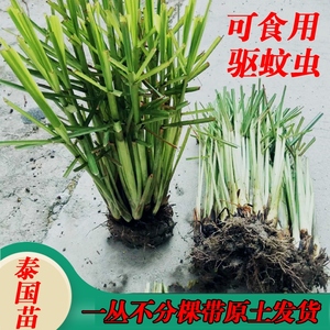 新鲜香茅草苗带土农家现摘现发柠檬苗驱蚊虫盆栽泰国冬阴功可食用