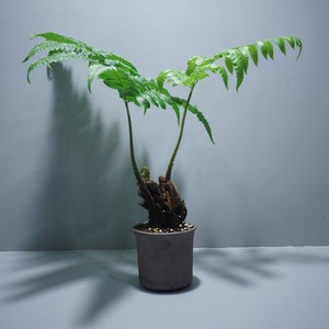 一叶蕨蕨类植物盆栽大型蕨类禅意水培室内耐阴造景好养蕨类老桩