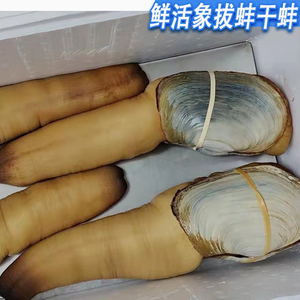 鲜活加拿大干蚌2斤进口象拔蚌野生海鲜皇帝蚌刺身即食象鼻蚌