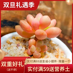 先锋派多肉
