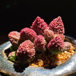 朱紫玉大疣朱子玉水泡多肉植物盆栽室内绿植创意花卉进口稀有水泡