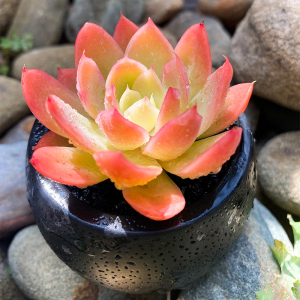 红鹤稀有品种包邮丝绸面纱多肉植物组合盆栽室内花卉绿植新手好养