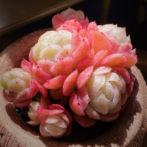 草莓贝瑞群生多肉植物组合套餐盆栽稀有进口组合花卉绿植盆栽新手