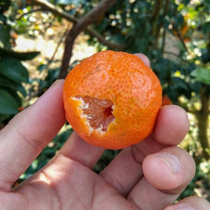 橘子梨树苗果树苗北方种水果易种李子四季各种灯笼四川种果树苗