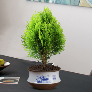 20尊益鲜旗舰店天猫现货新鲜香柏树果柏树籽柏壳包侧柏子扁柏籽枕头