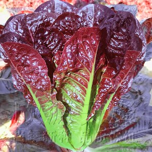 紫罗马生菜种子沙拉孔雀菜种籽春秋季四季播阳台盆栽庭院蔬菜种孑