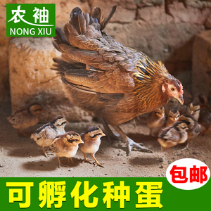 茶花鸡种蛋受精蛋可孵化白耳原鸡纯种10枚种蛋观赏可代孵化小鸡苗