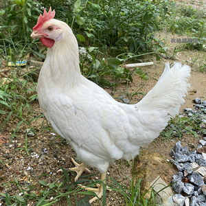 海兰灰受精种蛋高产蛋纯种产蛋王鸡种蛋受精蛋可孵化种蛋10枚鸡苗