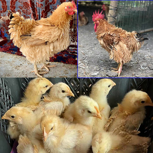 麒麟鸡蛋翻毛鸡卷毛鸡受精蛋可孵化10枚活苗小鸡广东种蛋卵包装蛋