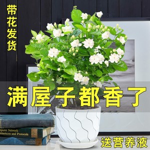 茉莉花盆栽茉莉花苗植物室内室外四季常青芳香净化空气花卉盆景