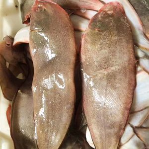 6-8两/条共3斤特大龙利鱼野生新鲜活大龙舌头鱼舌鳎鱼深海踏板鱼