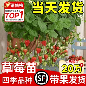 买二送一草莓种籽子四季开花结果盆栽苗花卉室内外易活奶油花种子