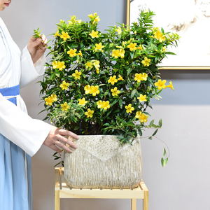 法国香水藤盆栽万里飘香藤阳台爬藤植物花卉芳香绿植盆景易养好活