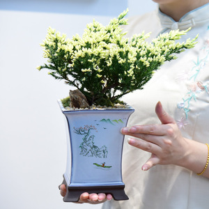 真柏迎客悬崖造型锦柏盆栽禅意中式室内客厅盆景阳台植物四季常青