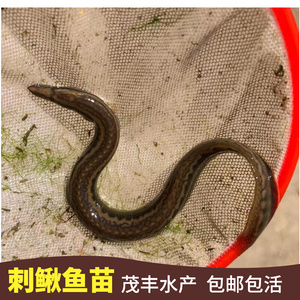 刺鳅鱼苗 中华大刺鳅 淡水刀鳅苗 沙鳅鱼 钢鳅  纳锥鱼苗冷水养殖