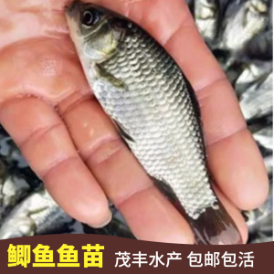鲫鱼苗特大 鲫鱼苗中科5号 大板鲫鱼苗 土鲫鱼淡水鱼塘好养活鱼苗